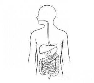 Digestive-tract