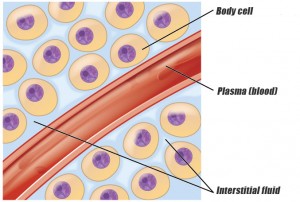 body-cells